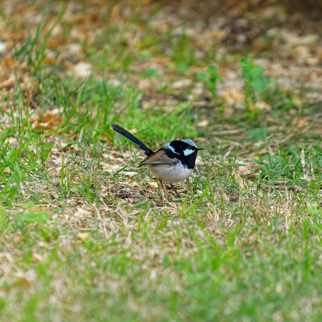 A male Superb Fairywren foraging for insects in the grass of my back yard.