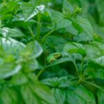Sweet Basil growing in my garden with a tiny frog blending into the basil leaves.