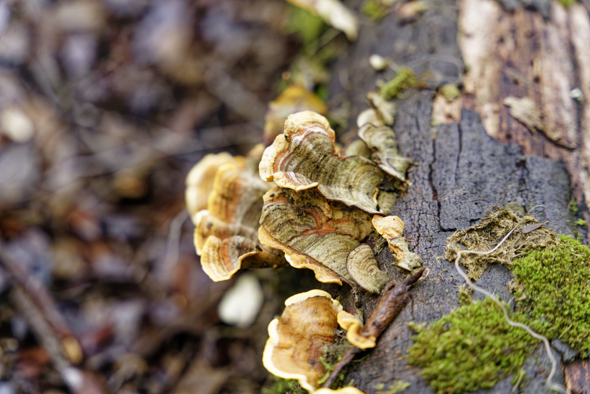 Elevate Your Development: Implementing Continuous Integration in Legacy Projects